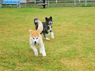 犬都記念公園ドッグラン：ドッグラン1
