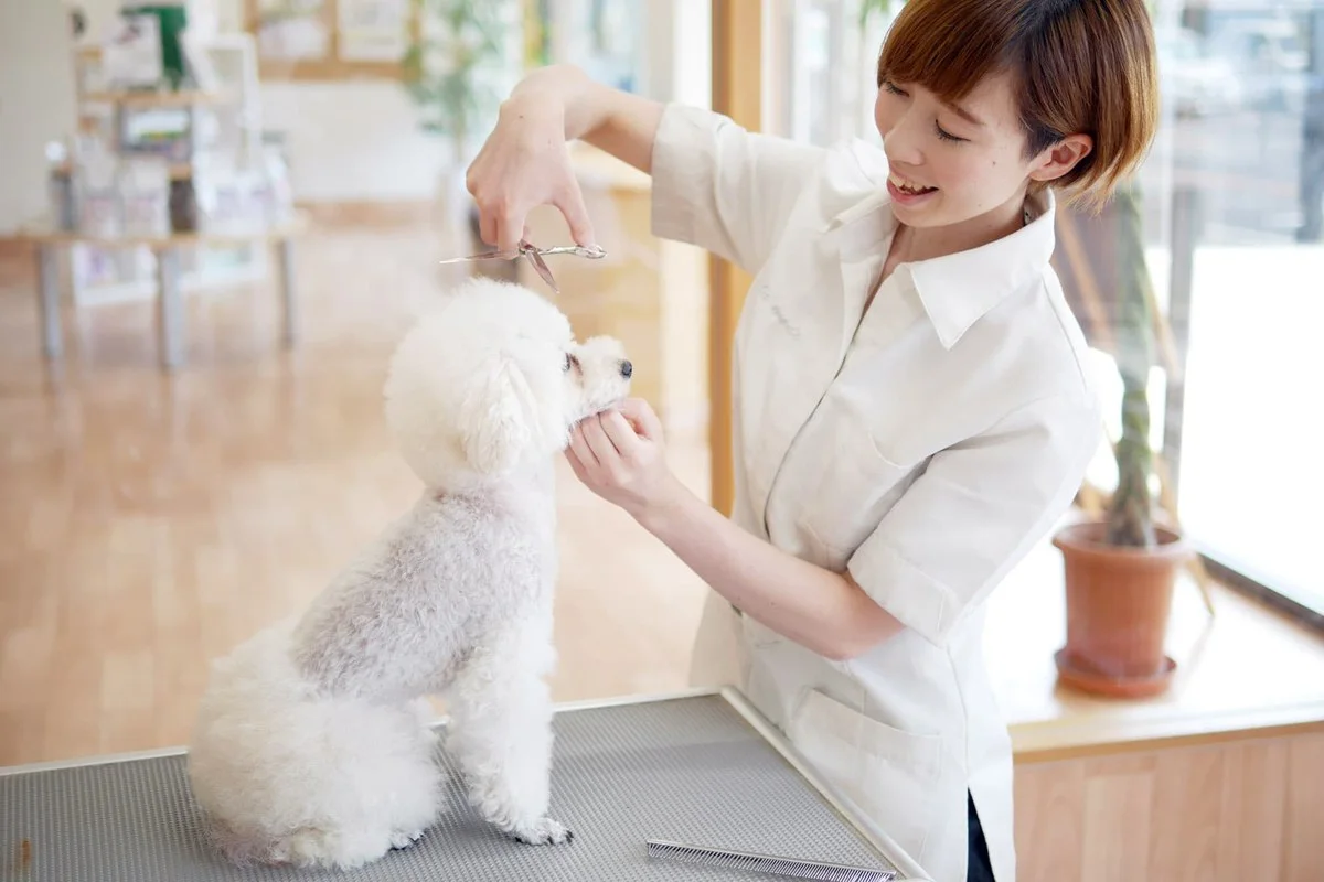 トリミングサロン アラモード 松戸胡録台店:公式サイト掲載写真