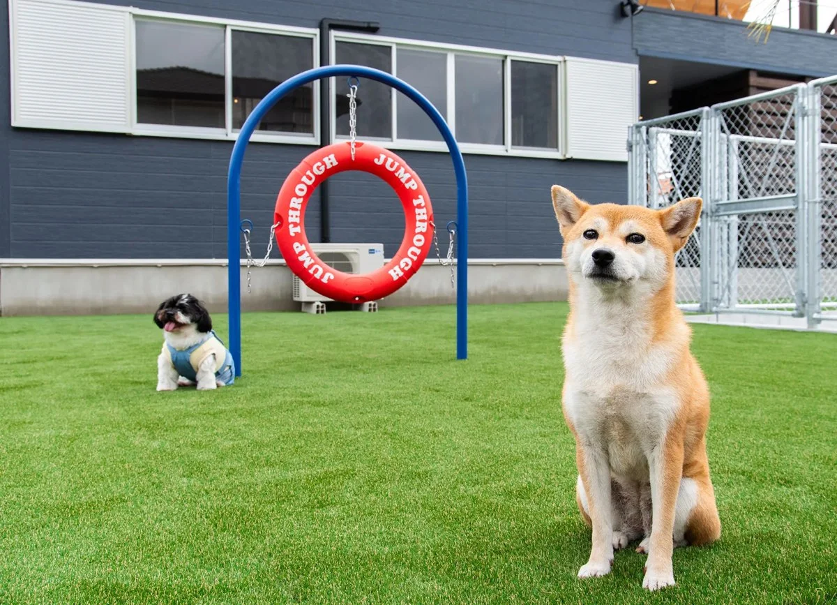Dog Villa SAMPO:人工芝のドッグラン