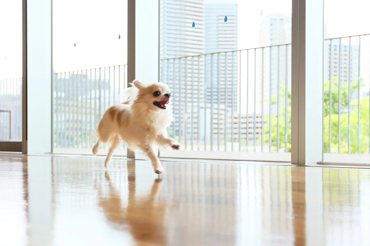 柏の葉 T-SITE DOG Garden：公式サイト掲載写真