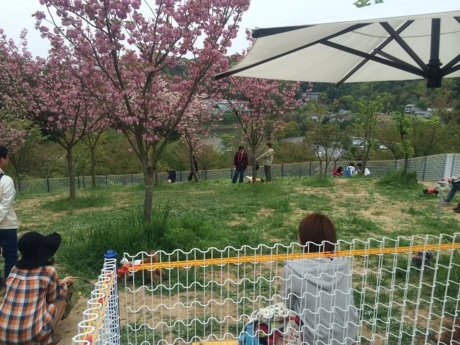 松山総合公園ドッグラン：小型犬ドッグラン