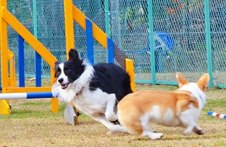 おおとう桜街道 DogRan(ドッグラン):公式サイト掲載写真