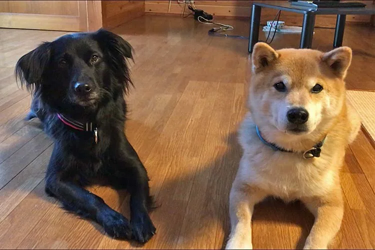 愛犬と泊まれる宿 ガルニヴィレッジ:公式サイト掲載写真