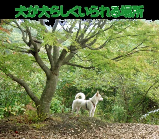 Sabine's Dog Vacation(サビーネズ ドッグバケーション):公式サイト掲載写真
