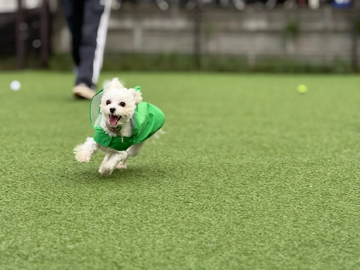 バーナード・スクエア:ドッグランで走る犬