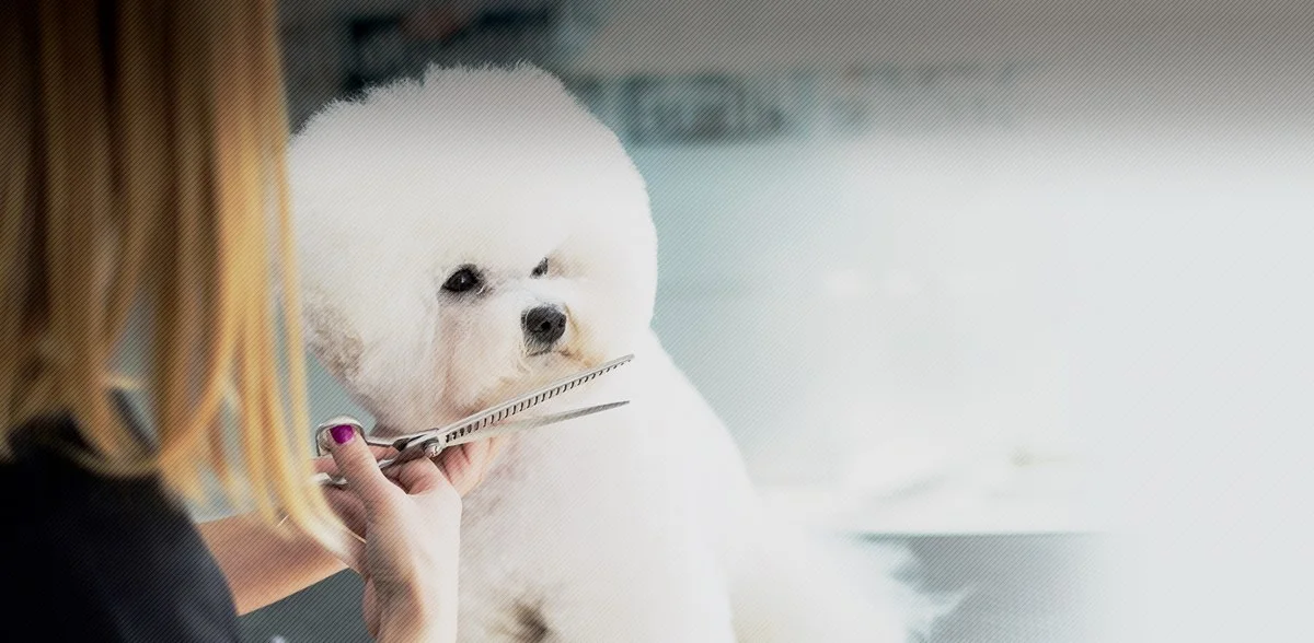 Dog Salon AVISIA:Dog Salon AVISIA(アビシア)