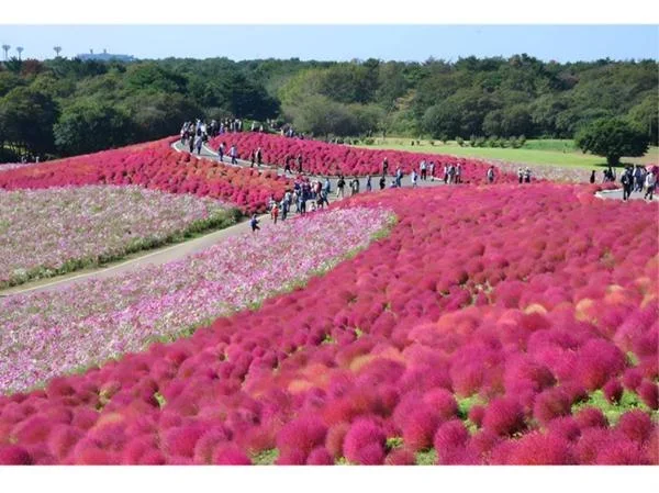 守谷SA(下り)ドッグラン:公式サイト掲載写真