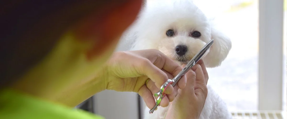 Dog Salon Olive:Dog Salon Olive(ドッグサロンオリーブ)