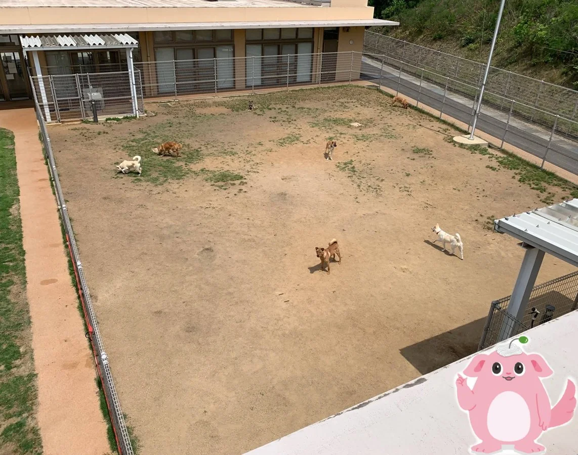 さぬき動物愛護センター しっぽの森 ドッグラン:ドッグラン写真