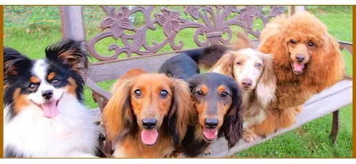 DOGCOM.Park(ドッグコムパーク):公式サイト掲載写真