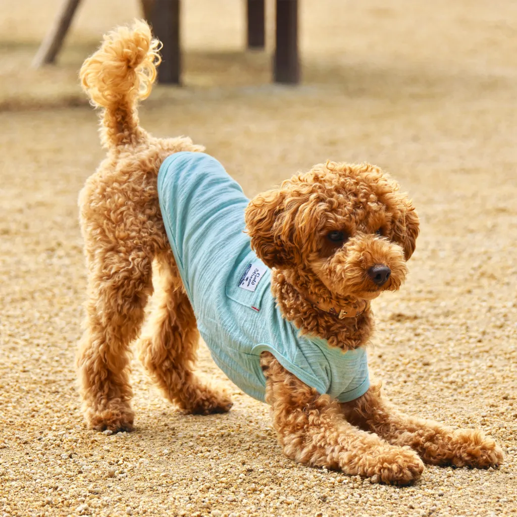 Dog Field 諏訪坂(ドッグフィールド諏訪坂):公式サイト掲載写真