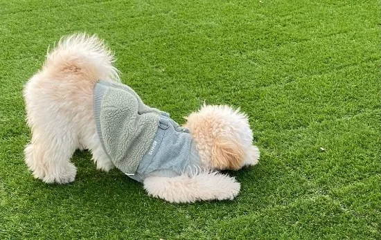 INUK BASE:ドッグランで遊ぶ犬