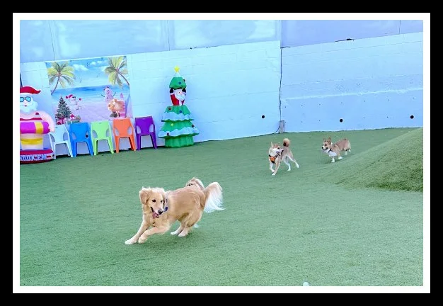 mahalohale(マハロハレ)プレミアムリゾートドッグラン:湘南藤沢の貸切ドッグラン mahalohale で、犬たちが広い人工芝エリアを楽しんでいるシーン。