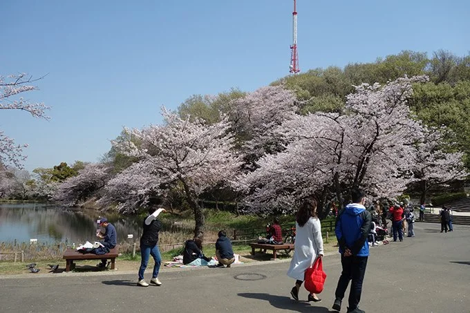 神奈川県立三ツ池公園:公式サイト掲載写真