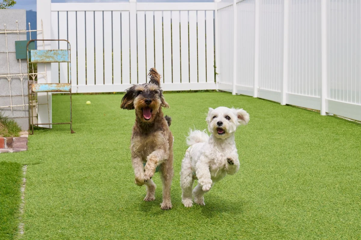 cafe101:ドッグランで遊ぶ犬