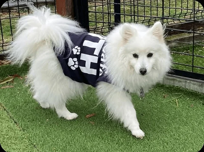 Dog Café WITH:公式サイト掲載写真