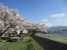 諏訪市湖畔公園 ドッグラン広場:桜が満開の諏訪市湖畔公園の写真