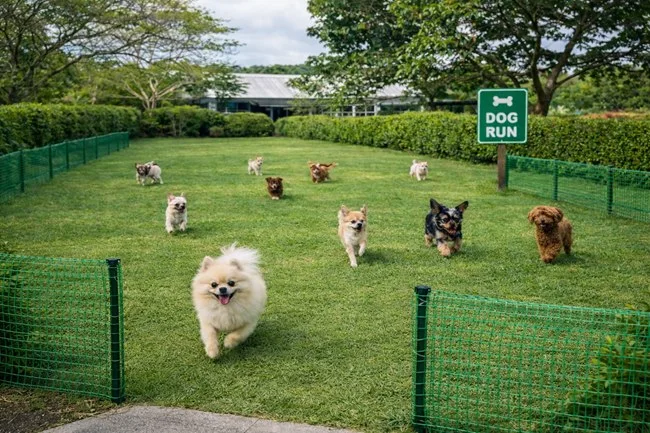 ビオスの丘 ドッグラン:芝生のドッグランで小型犬が走って遊ぶ様子|ビオスの丘 ドッグラン