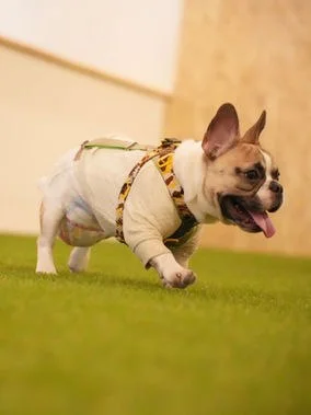 DOGRUN CAFE THE RUN：公式サイト掲載写真