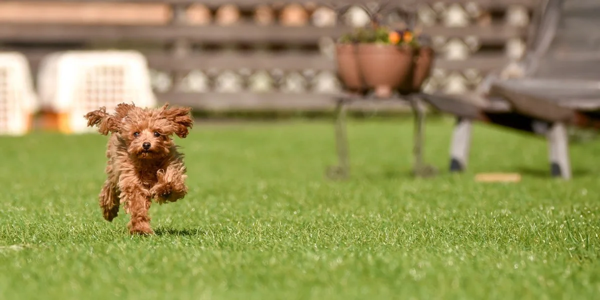 dog run＆cafe WAN ONE：公式サイト掲載写真