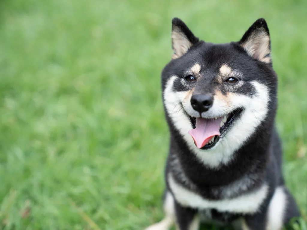 Chokkuma Dog Yard(ちょっくま 上熊井農産物直売所):公式サイト掲載写真
