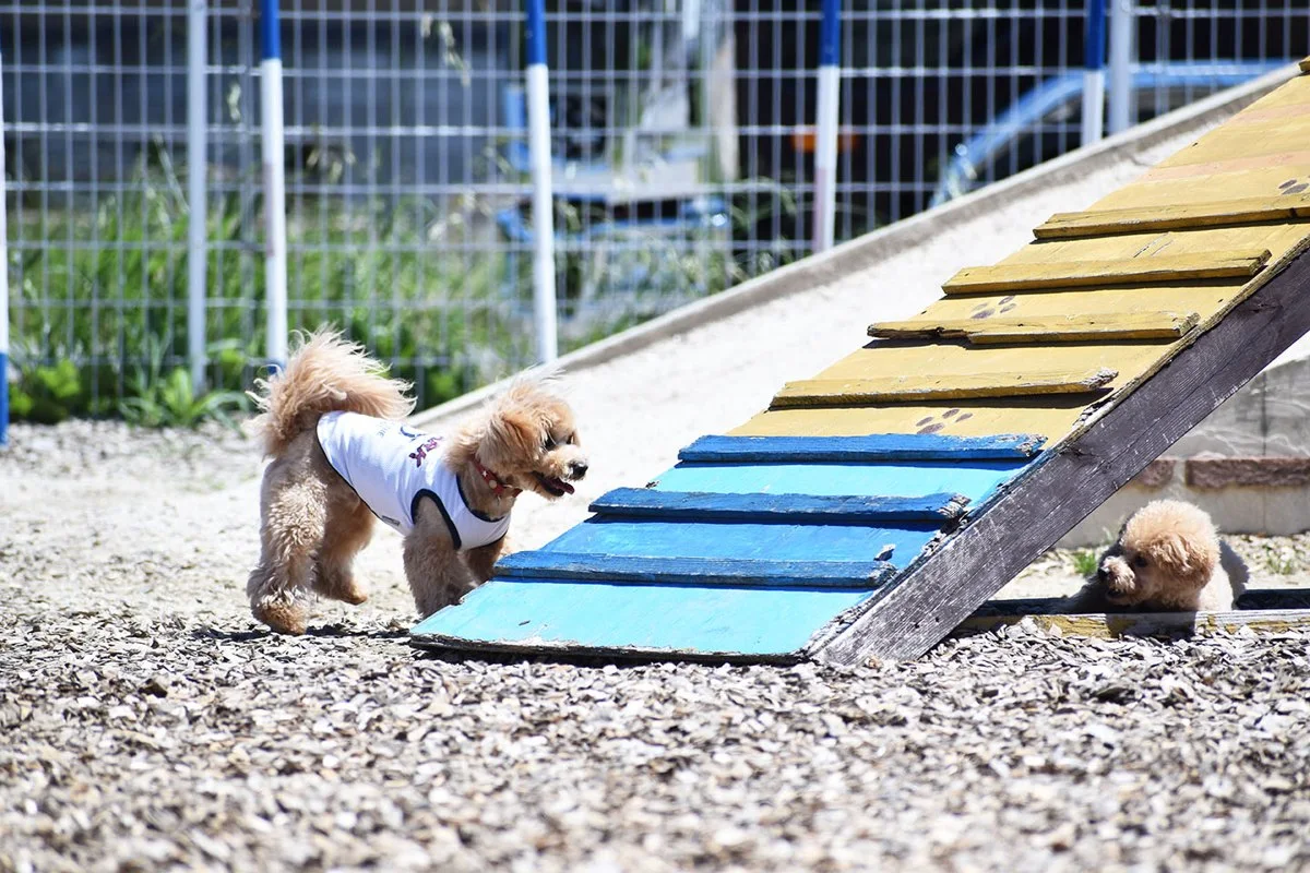DOG NEWS! ドッグラン:ドッグラン3