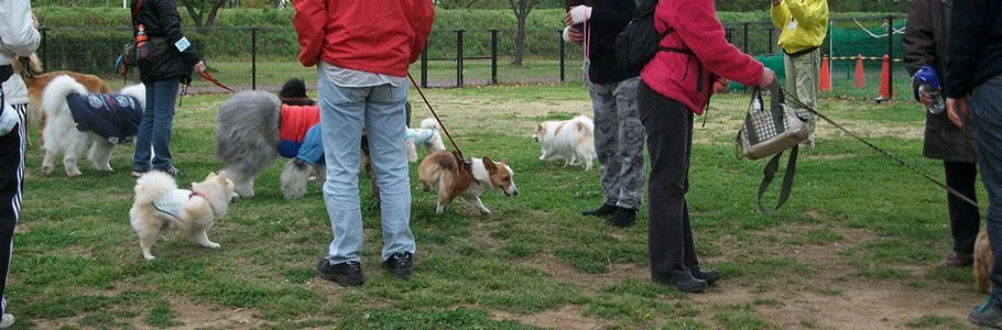 県営川越公園ドッグラン:公式サイト掲載写真