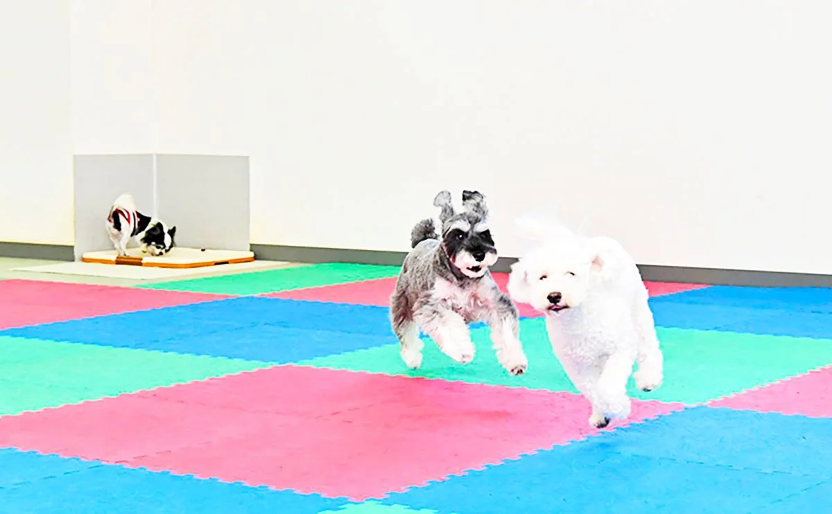 ペットステーションWAN WAN・WAN広場:公式サイト掲載写真