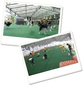 SJDフレンズドッグクラブ ドッグラン:公式サイト掲載写真
