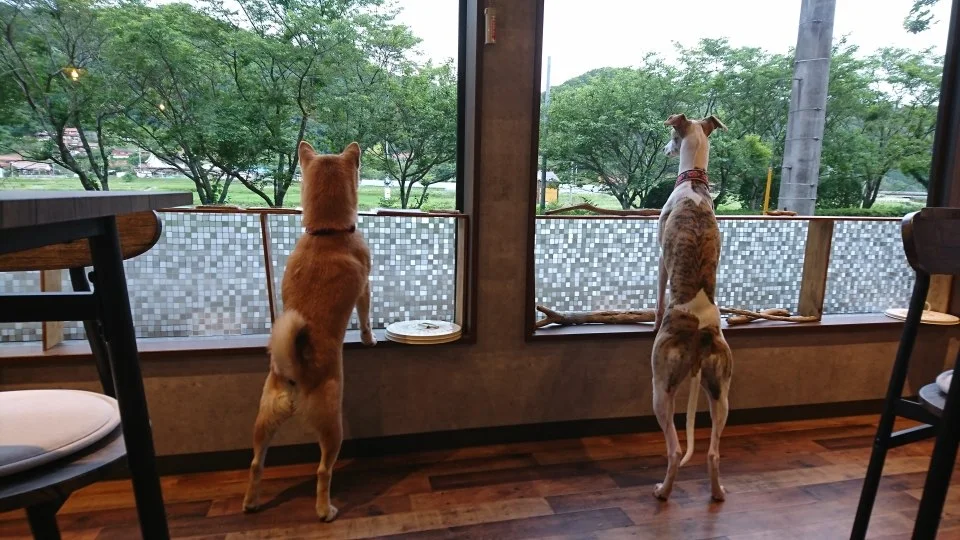 DogRun遊:公式サイト掲載写真