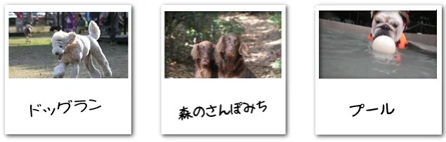 ドッグラン 犬の森ポム:犬の森ポム(静岡県浜松市)はドッグランの他に散歩道、プールなどの施設があります。