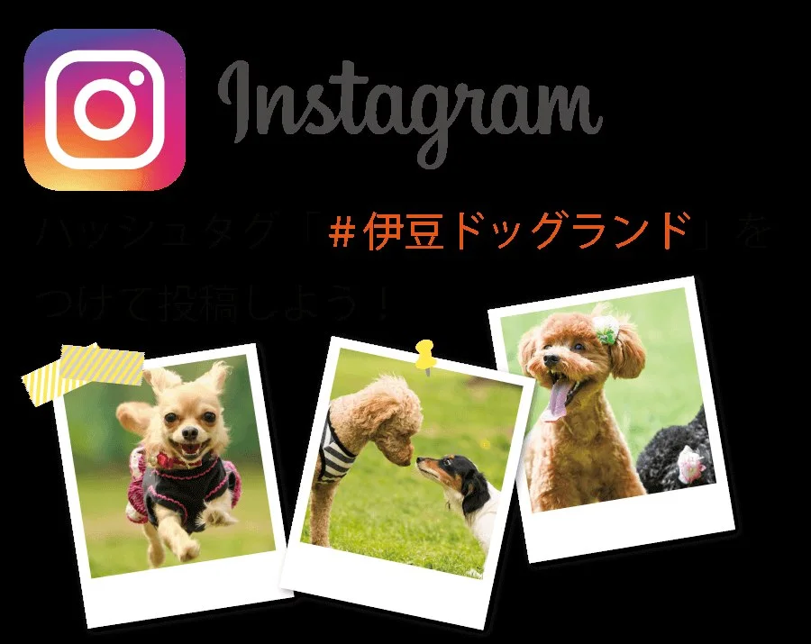 伊豆ドッグランド:公式サイト掲載写真