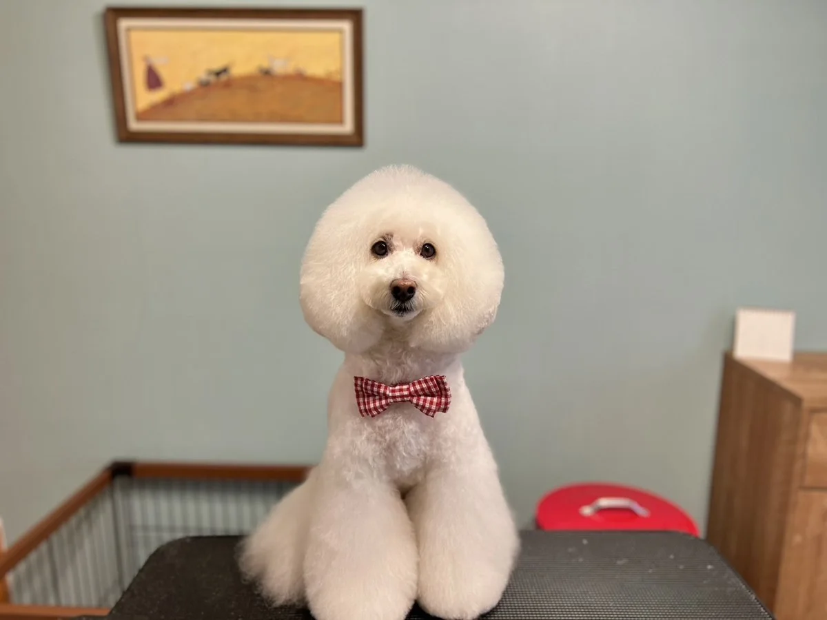 Dogsalon AR-SH:犬画像16