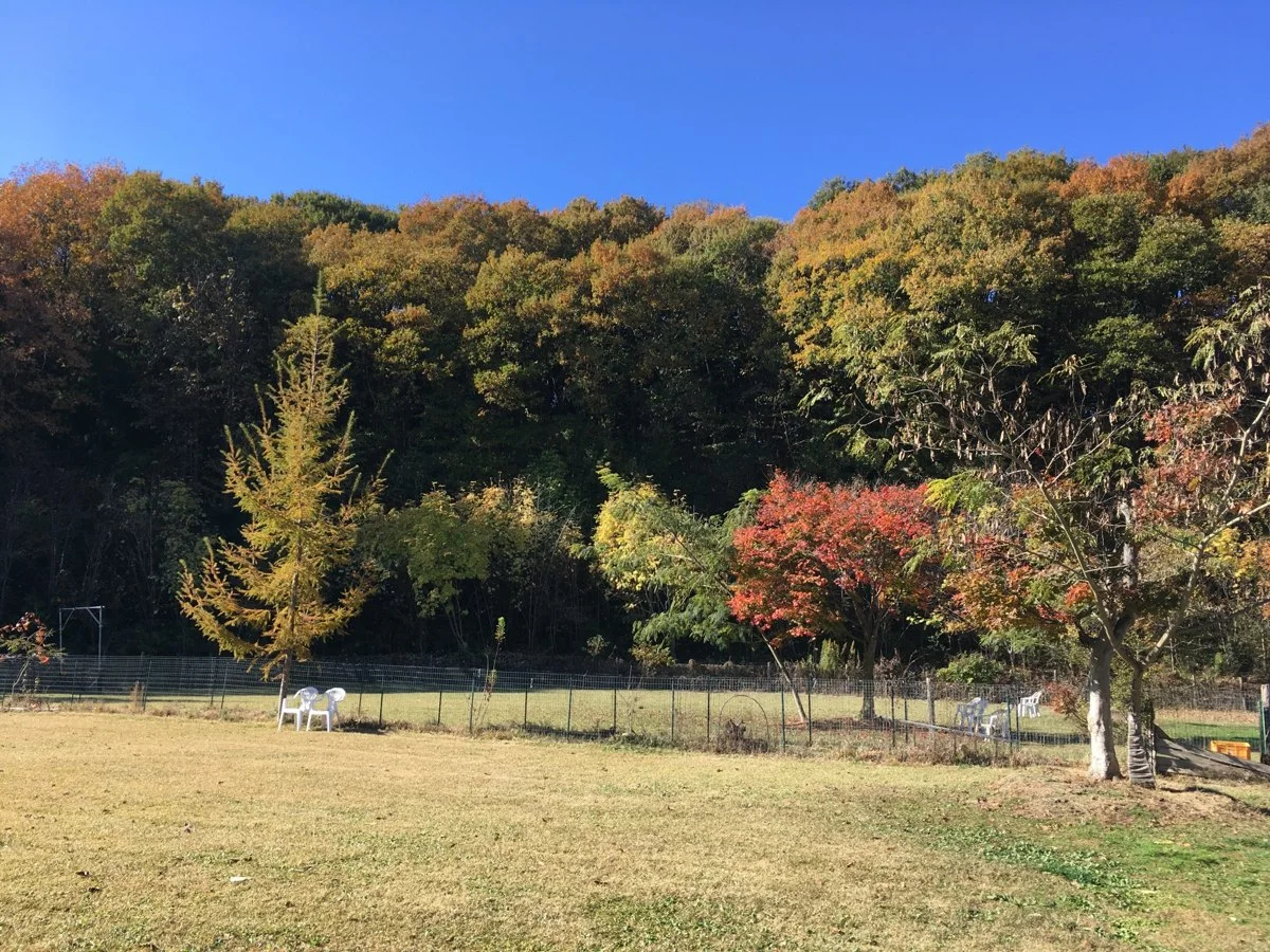ドッグランfundogs:公式サイト掲載写真