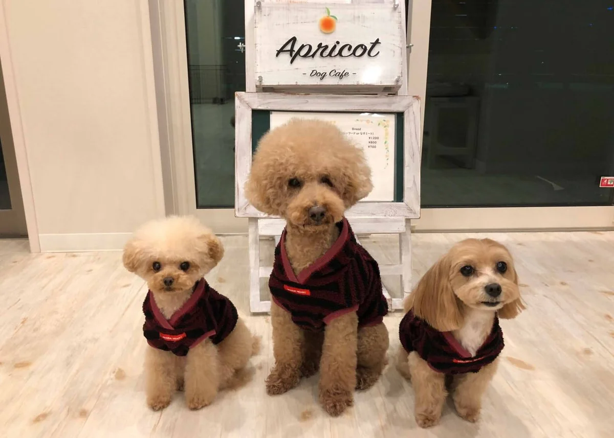 ドッグカフェ Apricot:公式サイト掲載写真