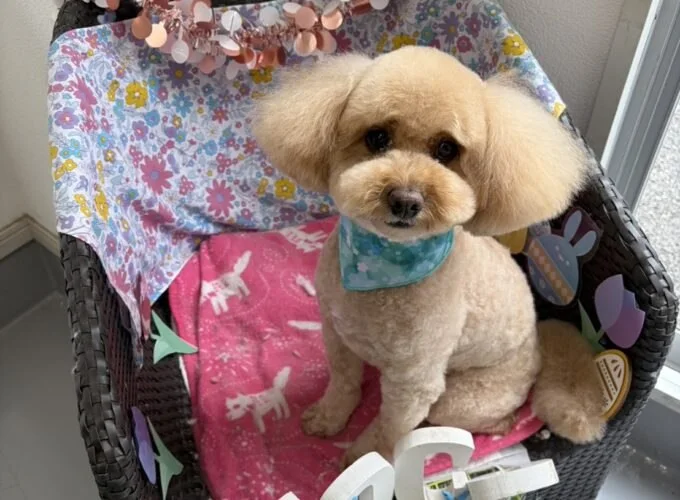 Dog Field LOCO(ドッグフィールド ロコ):公式サイト掲載写真