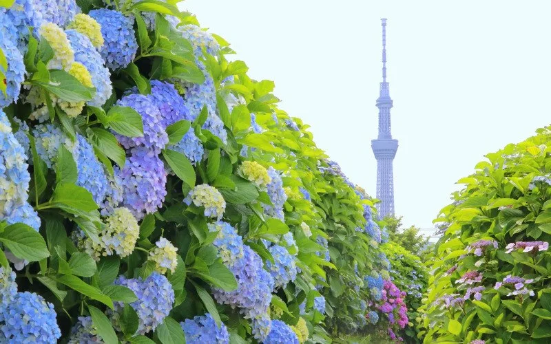 旧中川水辺公園ドッグラン:公式サイト掲載写真