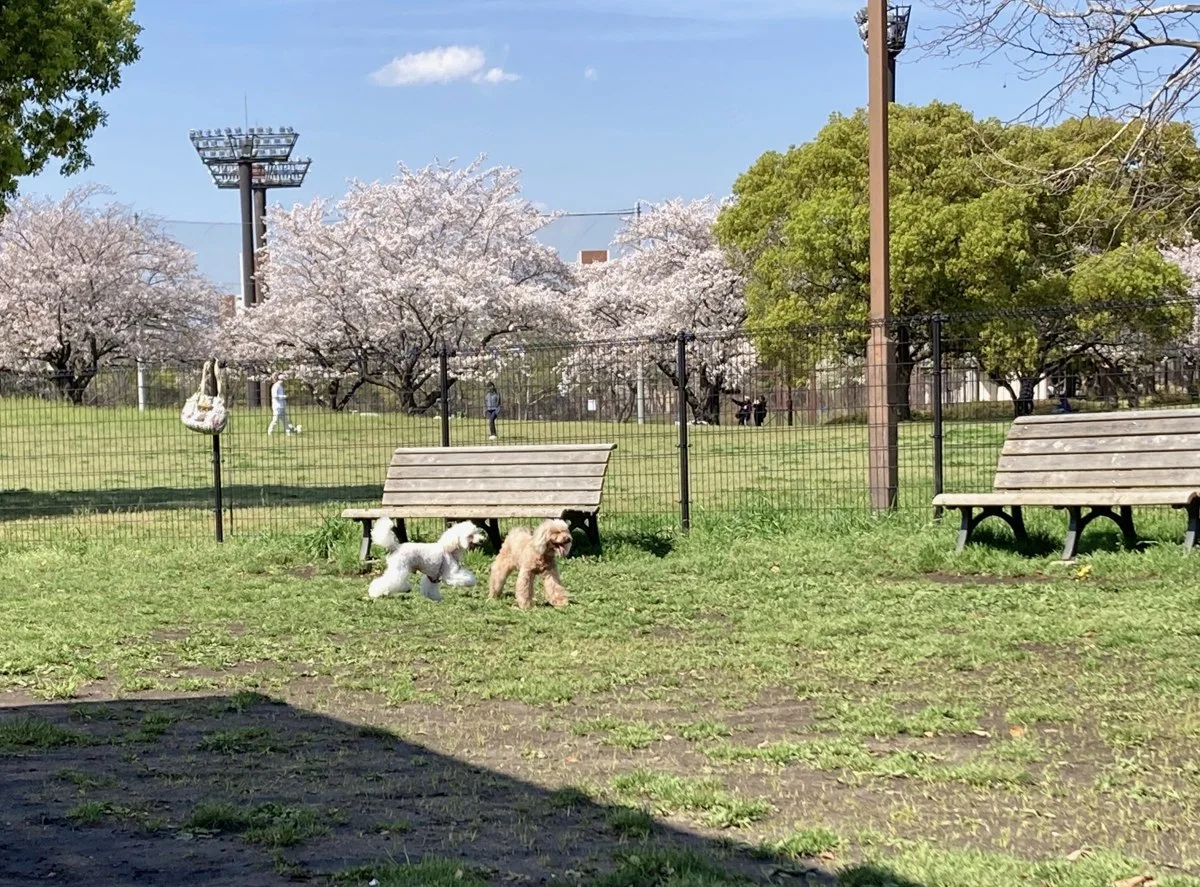 大井ふ頭中央海浜公園ドッグラン:しおさいドッグラン