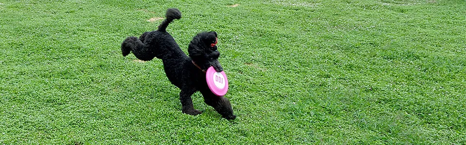 DOG PARK たまとポチ 会員専用貸切ドッグラン:公式サイト掲載写真