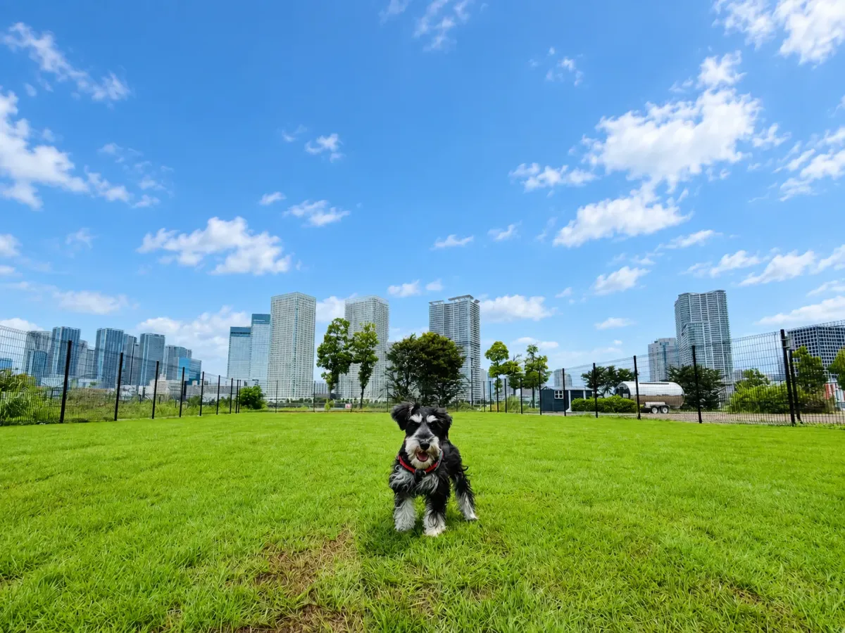 THE DOG PARK TOYOSU(ザ・ドッグパーク豊洲):公式サイト掲載写真