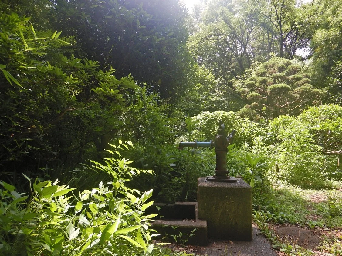 光が丘公園:光が丘公園250627屋敷森跡地 (15)