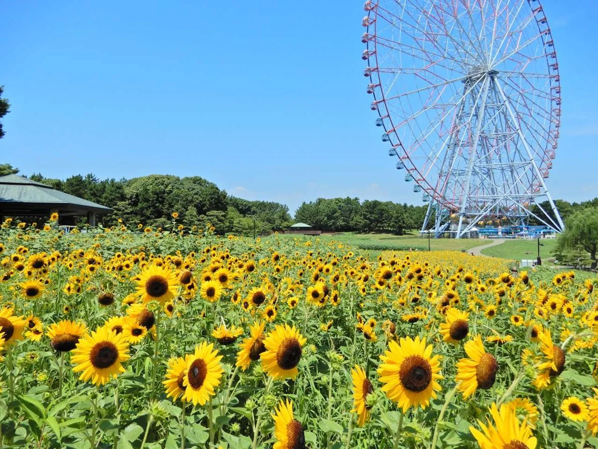 葛西臨海公園:葛西臨海公園220802ヒマワリ花壇 (1)