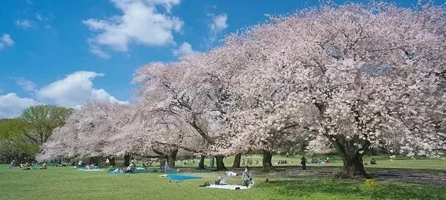 砧公園:公園風景