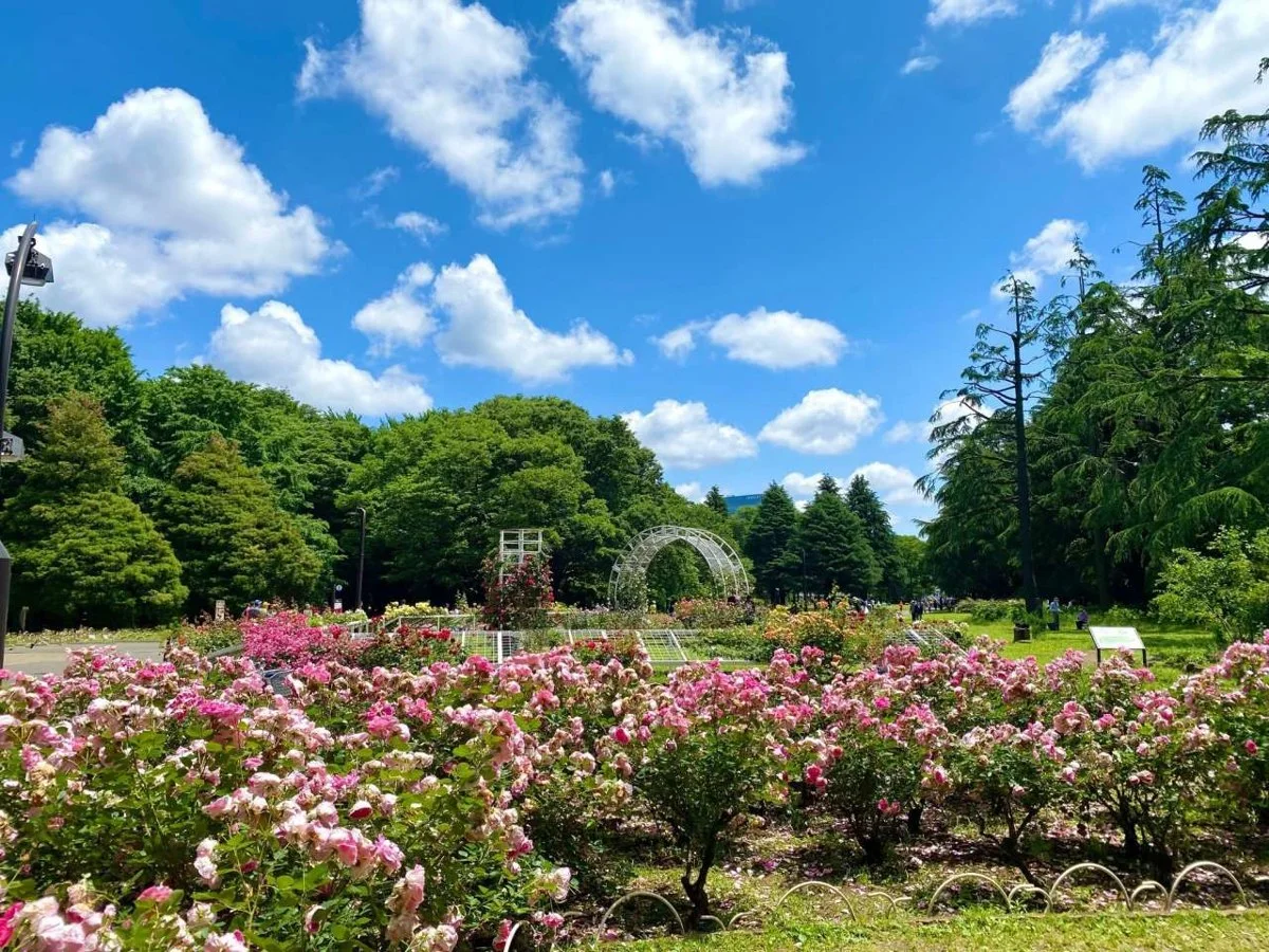 代々木公園:代々木公園 (バラの園)