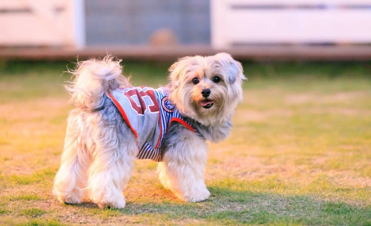 West Dog Park(ウエストドッグパーク):公式サイト掲載写真