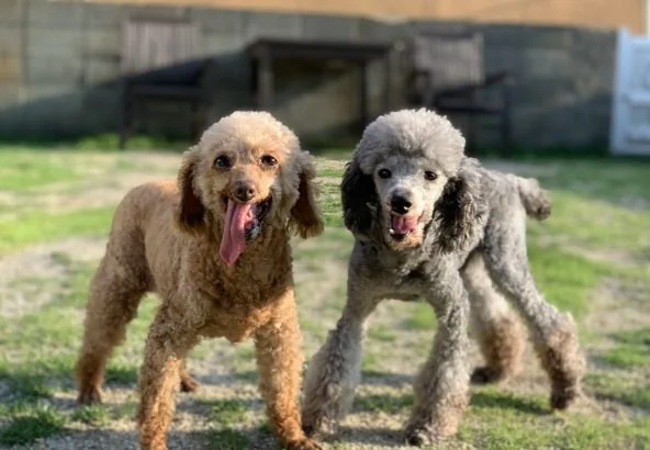 犬御殿:公式サイト掲載写真
