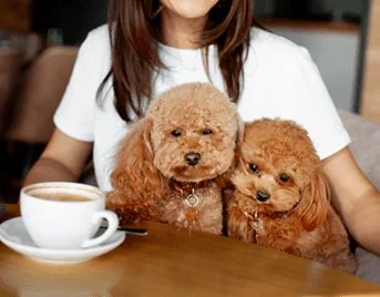 DOG CAFE & SHOP TREE BAR:ワンちゃんと一緒に冷房完備のカフェでくつろぐ様子