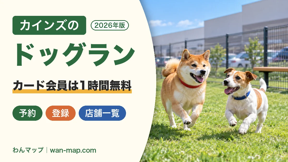 ホームセンター併設の芝生のドッグランを走る柴犬とジャック・ラッセル・テリア