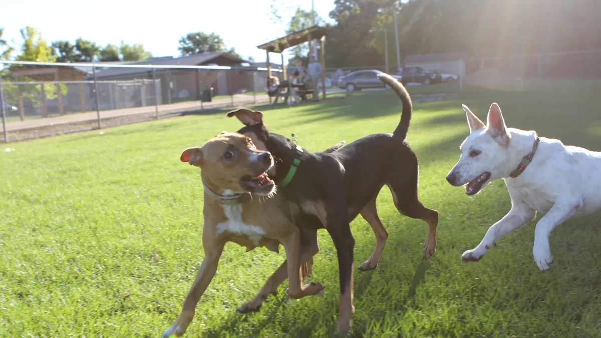 柵のある芝生のドッグランで三匹の犬が遊んでいる(イメージ)