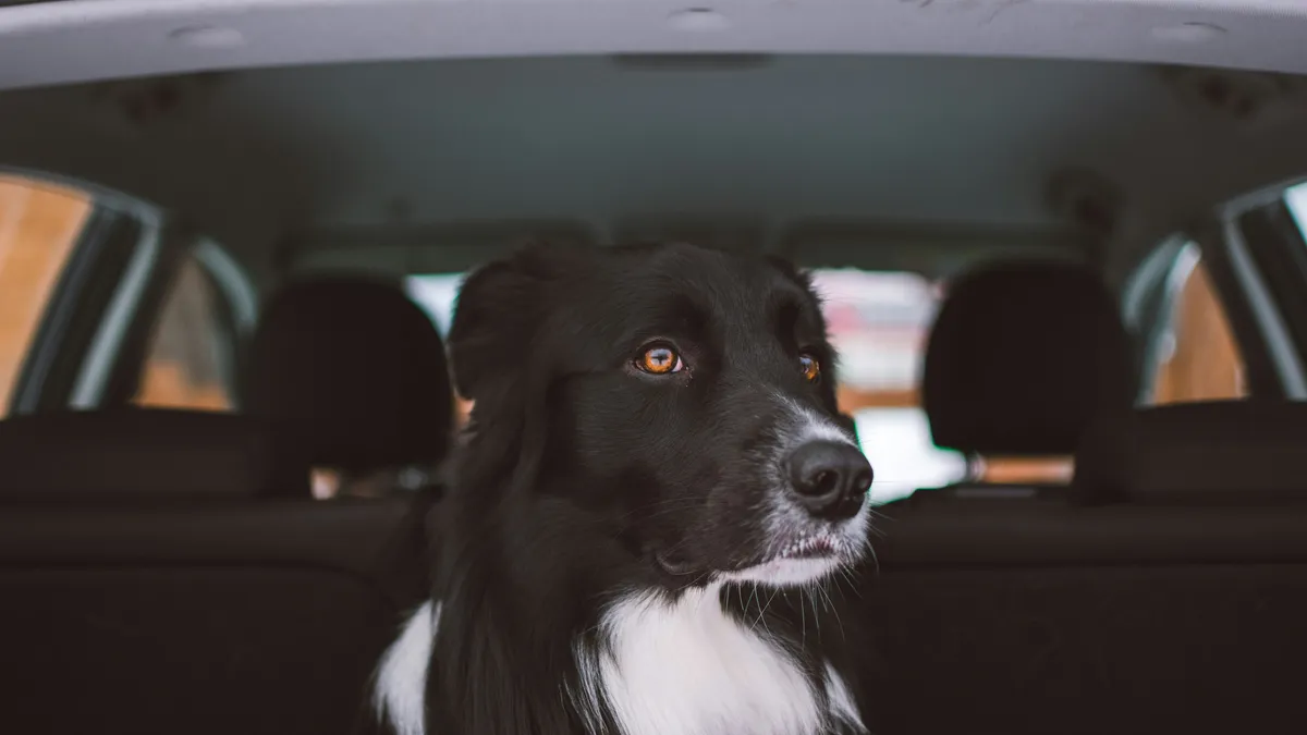 車の後部に乗った黒と白の犬が外を見ている(イメージ)